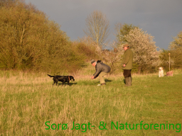 Hundetræning forår 2017
